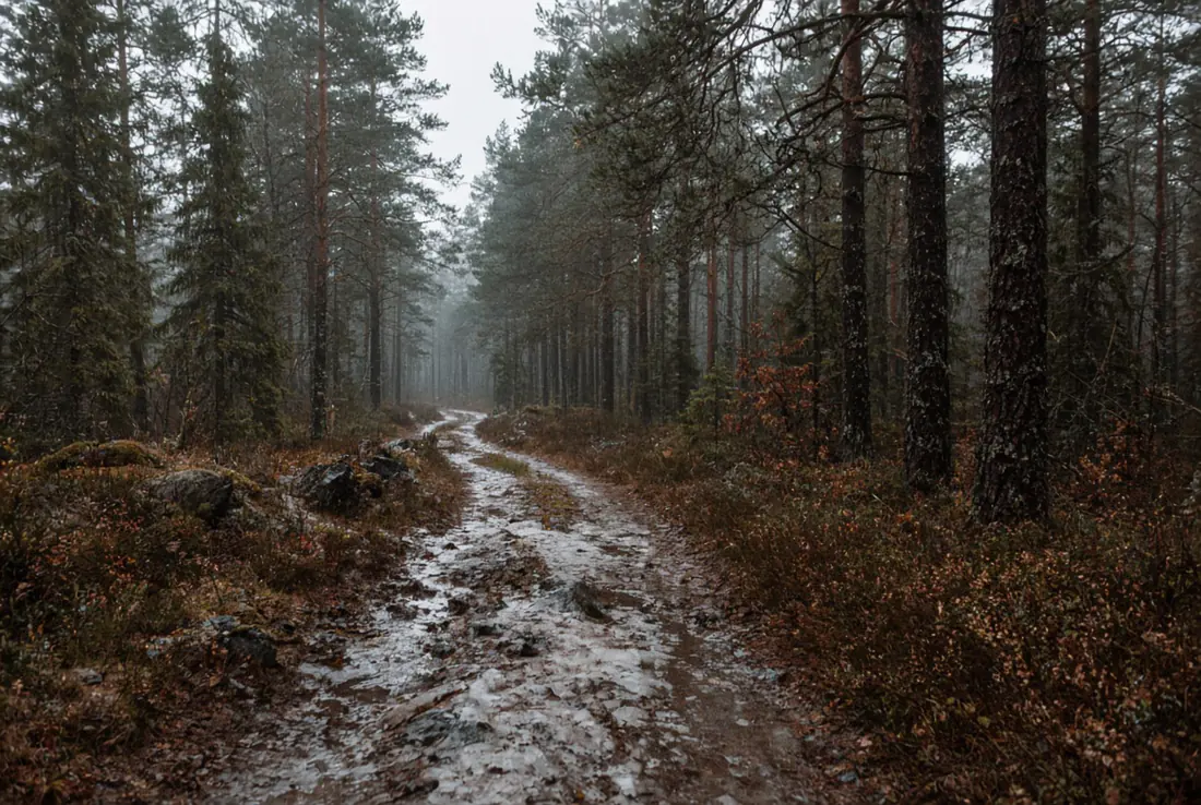 Blöt skogsbilväg i svensk tallskog