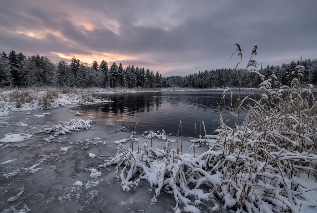 Svensk skogssjö i vinterljus med iskant